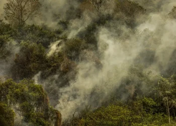 Crise climática pode provocar nova extinção em massa, diz pesquisador