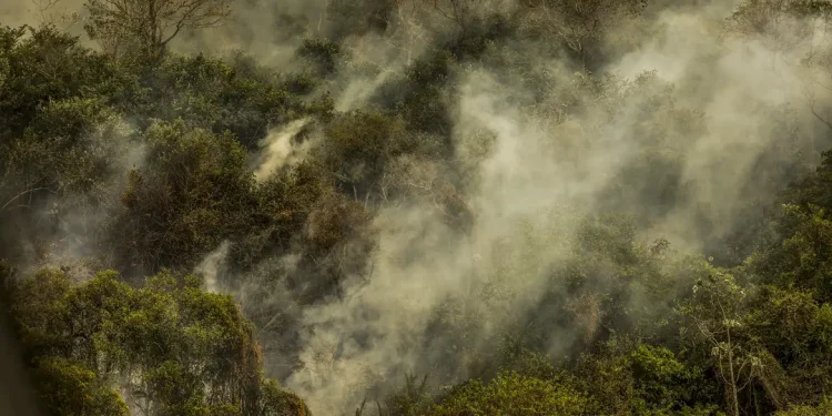 Crise climática pode provocar nova extinção em massa, diz pesquisador