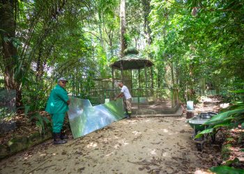 Bosque Rodrigues Alves recebe mutirão com reintegração social
