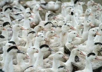 Mortes de gansos e patos em zoológico no RS foram por gripe aviária