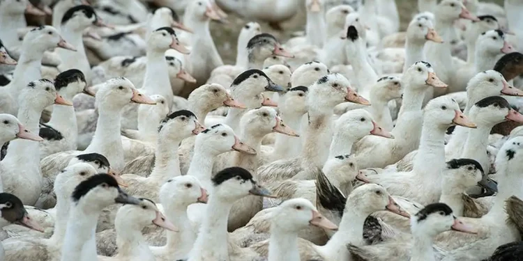 Mortes de gansos e patos em zoológico no RS foram por gripe aviária
