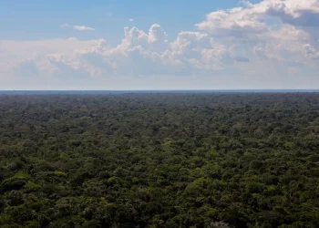 Organizações sociais propõem plano para investimentos na Amazônia