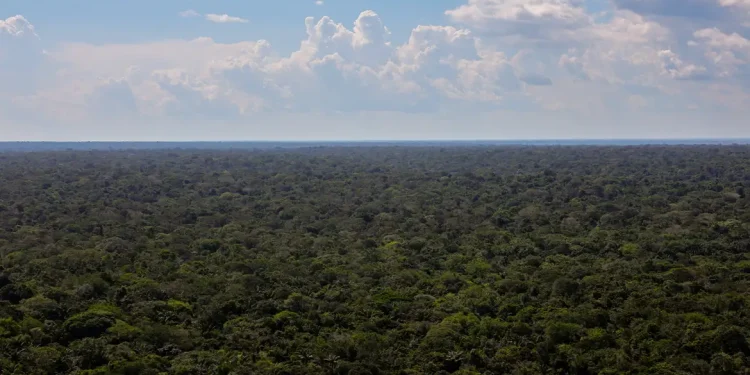 Organizações sociais propõem plano para investimentos na Amazônia