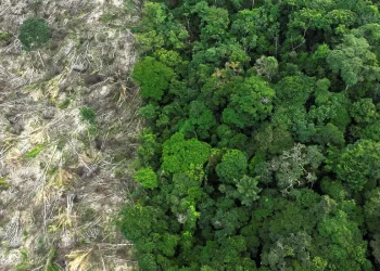 Pesquisa mede impacto de mudanças do clima e desmatamento na Amazônia