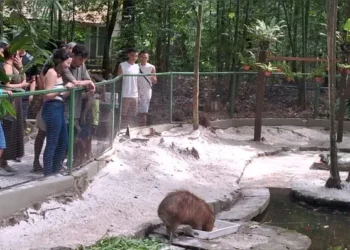 Bosque Rodrigues Alves terá entrada gratuita neste fim de semana
