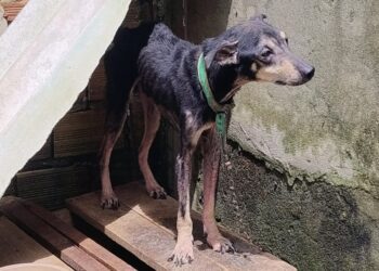 Prefeitura aprova lei mais dura contra maus-tratos a animais