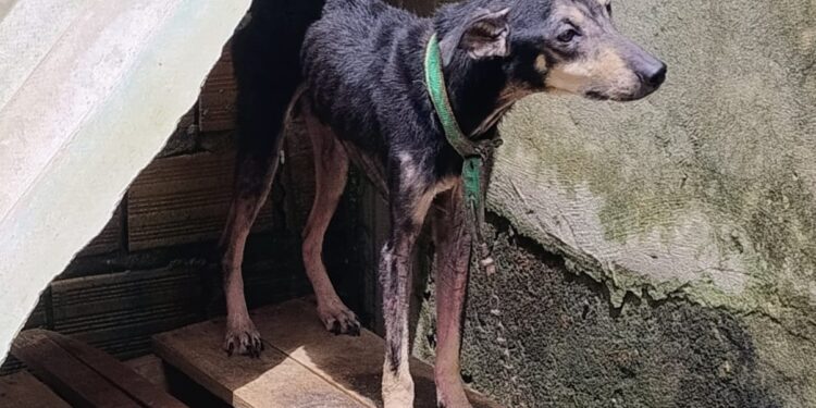 Prefeitura aprova lei mais dura contra maus-tratos a animais