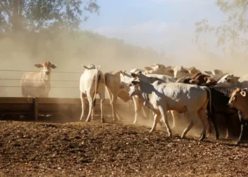 Com incentivo do Estado, produtores avançam na produção sustentável no Pará