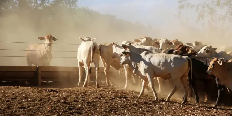 Com incentivo do Estado, produtores avançam na produção sustentável no Pará
