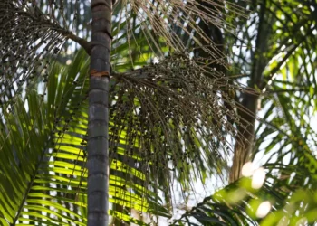 Estado articula ações para fortalecer a cadeia produtiva e a competitividade do açaí
