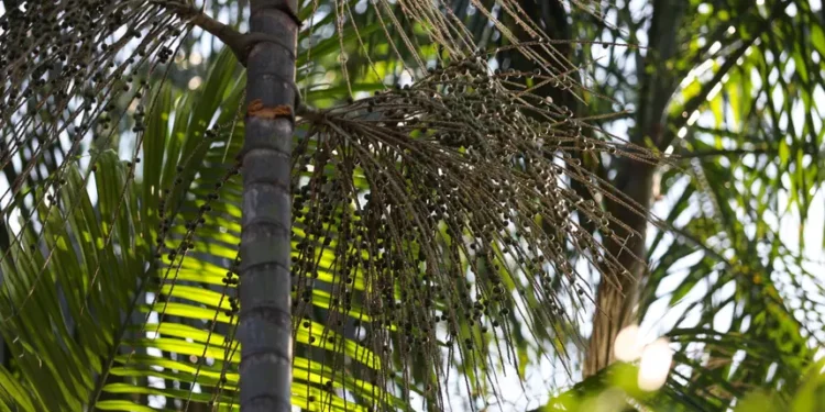 Estado articula ações para fortalecer a cadeia produtiva e a competitividade do açaí