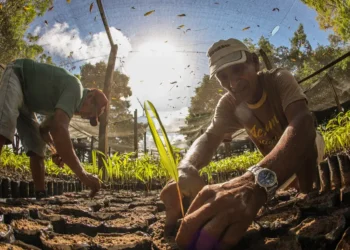Bioeconomia movimenta R$ 13,5 bilhões e reforça papel da sociobiodiversidade na economia do Pará