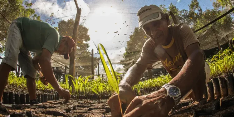 Bioeconomia movimenta R$ 13,5 bilhões e reforça papel da sociobiodiversidade na economia do Pará