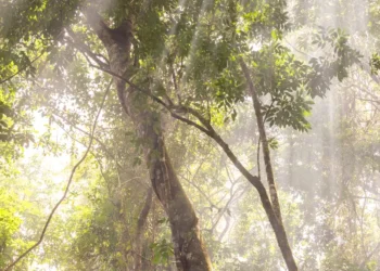 Governadora Hana Ghassan institui Dia Estadual das Unidades de Conservação e reforça agenda ambiental do Pará