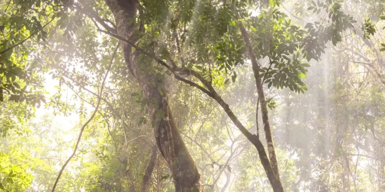 Governadora Hana Ghassan institui Dia Estadual das Unidades de Conservação e reforça agenda ambiental do Pará